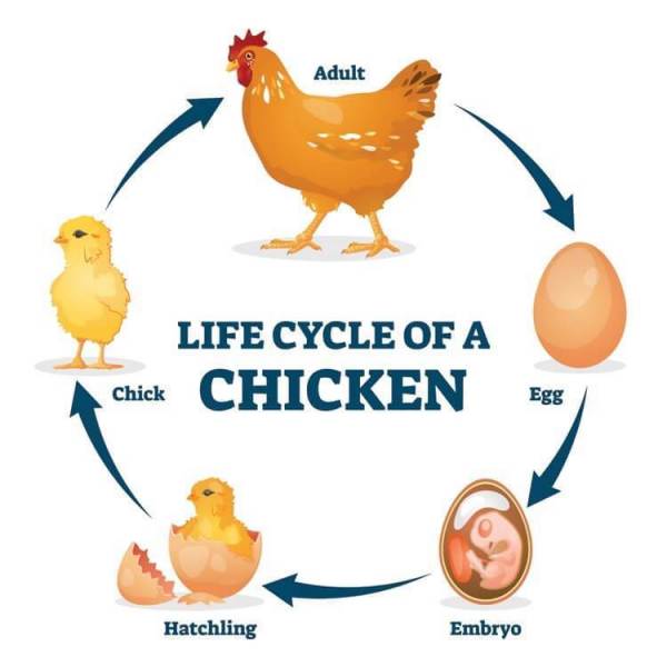 1-Life-Cycle-Of-A-Chicken