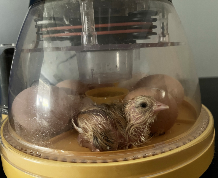 11-Chick-1-new