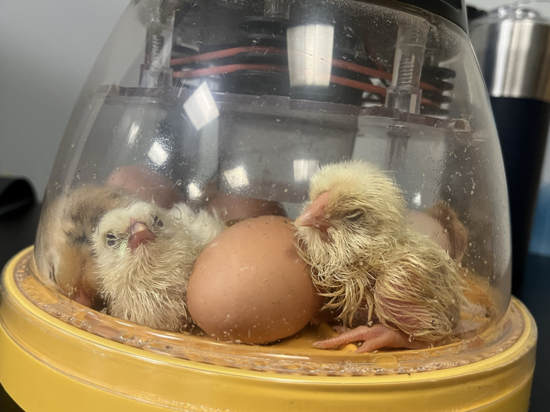 13-Chicks-2-and-3