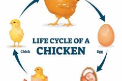 1-Life-Cycle-Of-A-Chicken