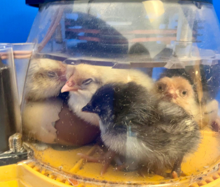 Baby-Chickens-Hatched