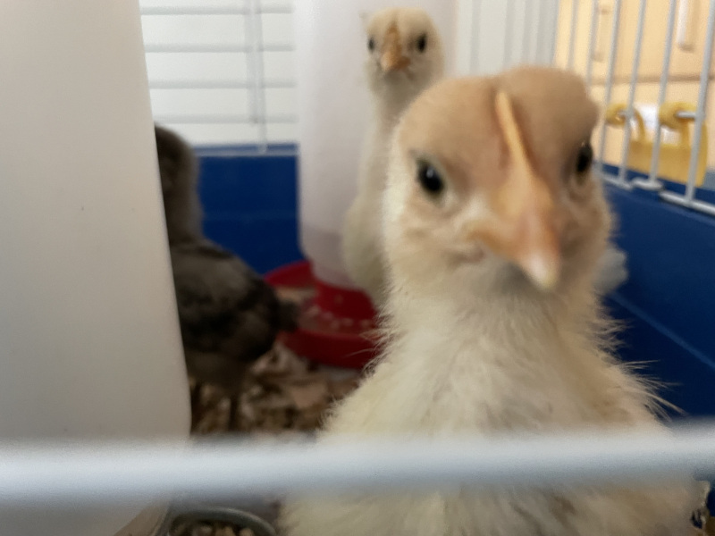 Chicks-3