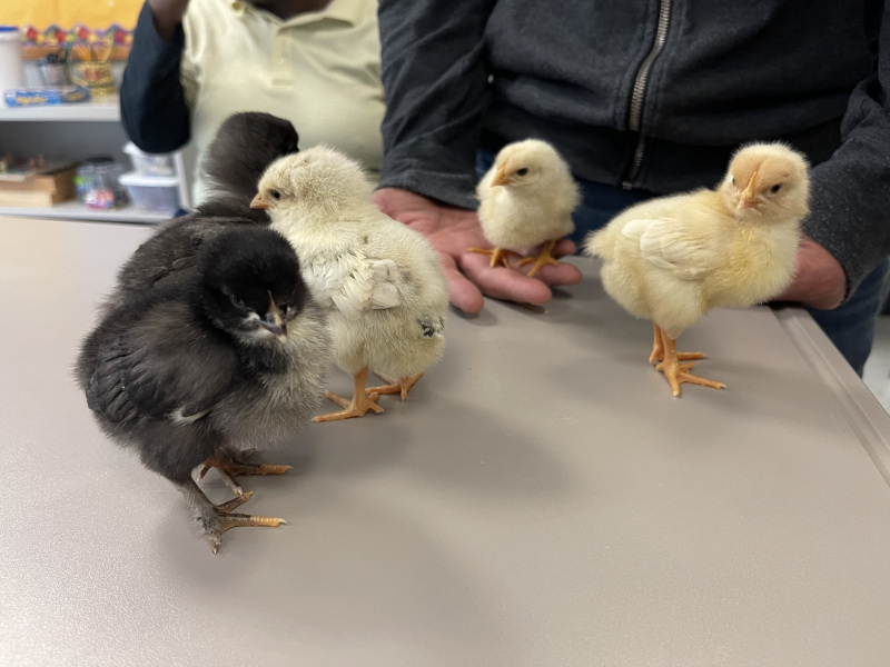 Chicks-on-desk