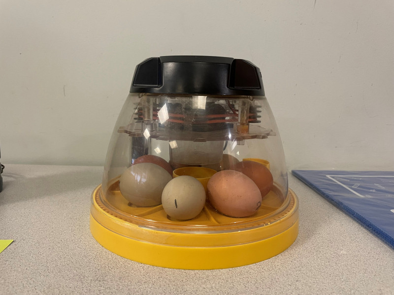 Eggs-Incubator