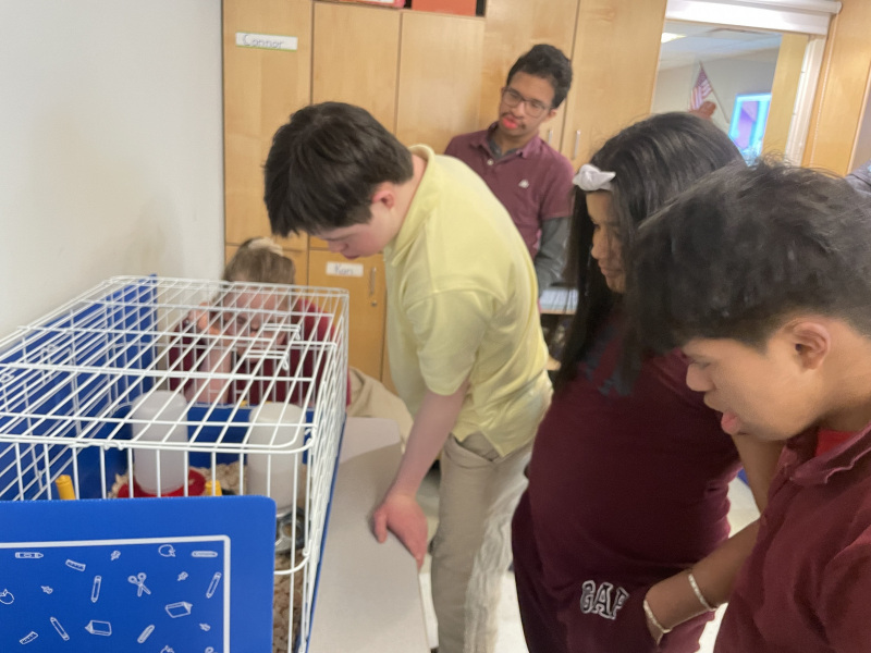 Students-looking-at-Chicks