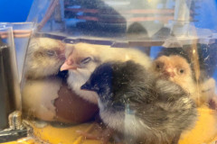 Baby-Chickens-Hatched